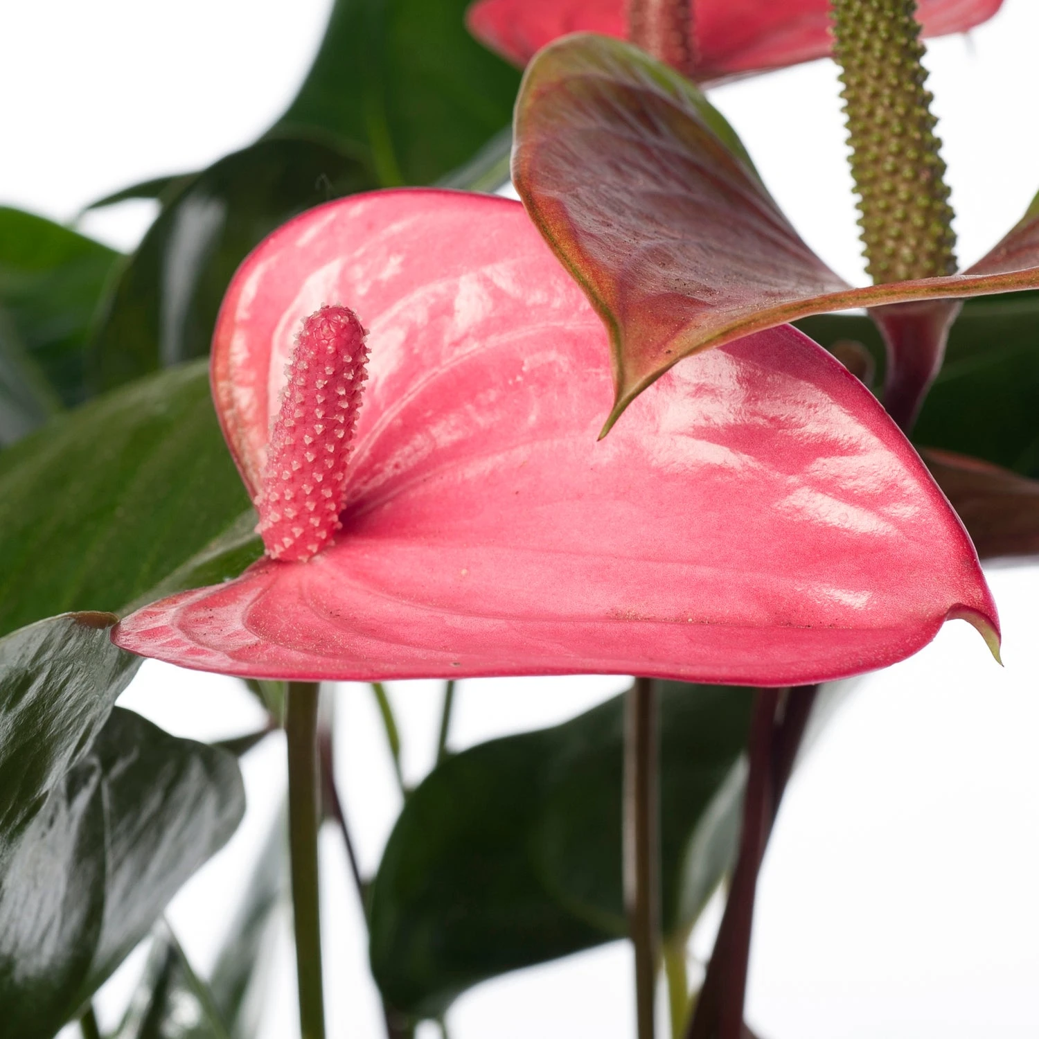 Pokon Flamingoplant (Anthurium Andreanum 'Pink Champion') D 17 H 60 Cm 4 Pokon Flamingoplant (Anthurium Andreanum 'Pink Champion') D 17 H 60 Cm - Afbeelding 2