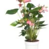 Pokon Flamingoplant (Anthurium Andreanum 'Pink Champion') D 17 H 60 Cm -PlantenPuur Verkoopwinkel 8717263112143 3 1
