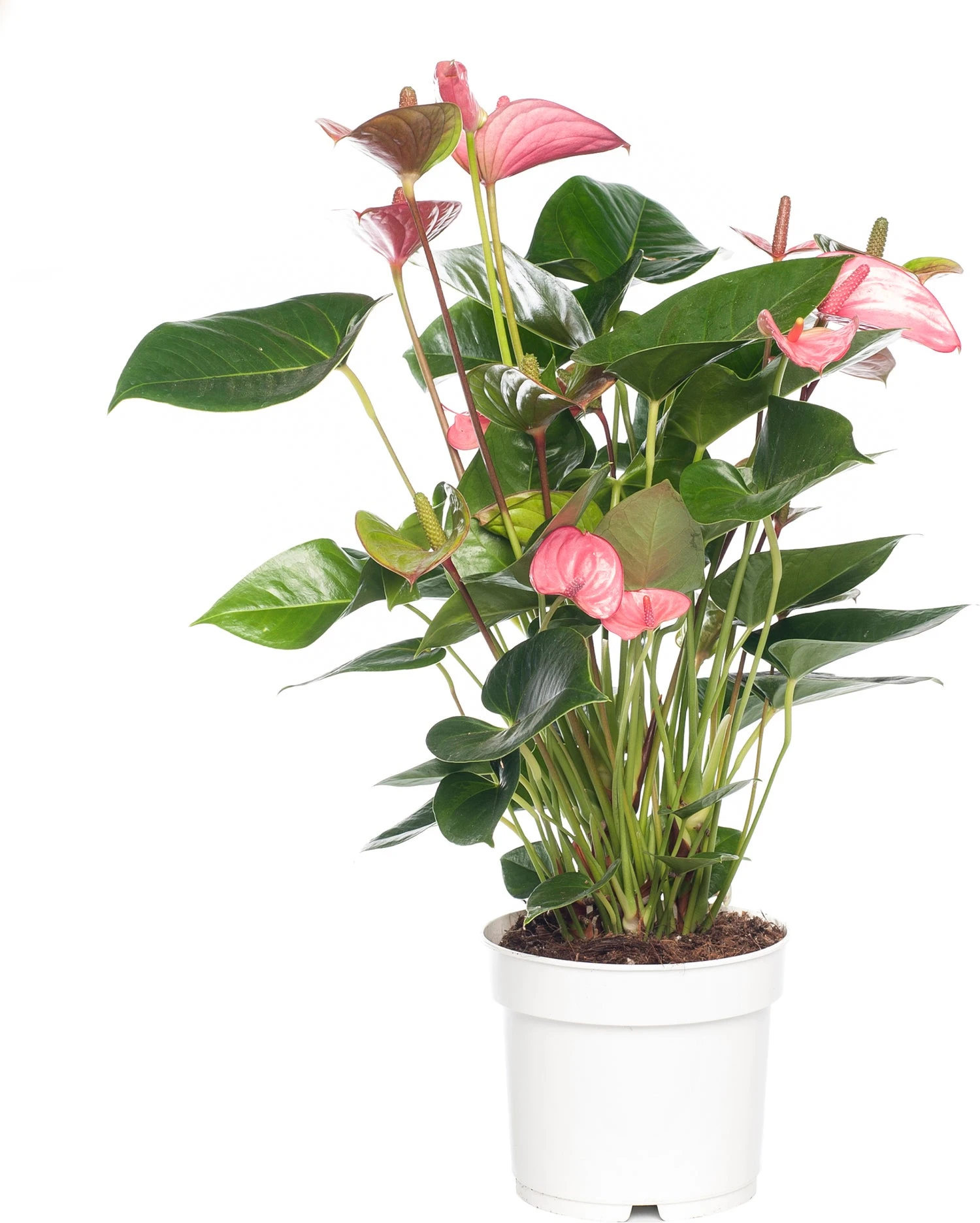 Pokon Flamingoplant (Anthurium Andreanum 'Pink Champion') D 17 H 60 Cm 3 Pokon Flamingoplant (Anthurium Andreanum 'Pink Champion') D 17 H 60 Cm