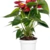 Flamingoplant (Anthurium Andreanum 'Royal Red Champion) D 14 H 50 Cm -PlantenPuur Verkoopwinkel 8717263112198 2 3 1