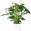 Flamingoplant (Anthurium Andreanum 'White Champion') D 14 H 50 Cm 1 Flamingoplant (Anthurium Andreanum 'White Champion') D 14 H 50 Cm -PlantenPuur Verkoopwinkel 8717263112280 2 3 1