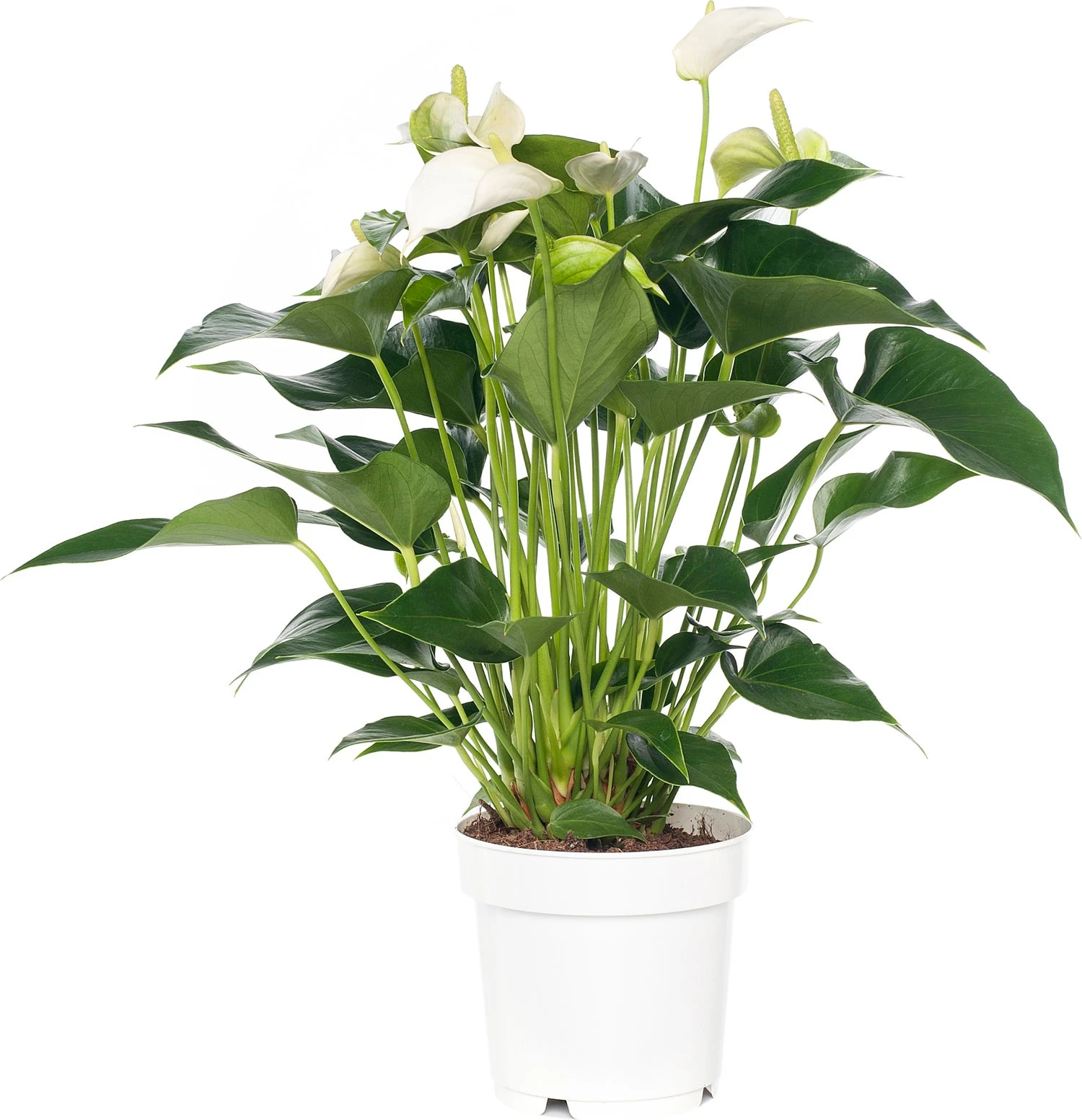 Flamingoplant (Anthurium Andreanum 'White Champion') D 14 H 50 Cm 3 Flamingoplant (Anthurium Andreanum 'White Champion') D 14 H 50 Cm