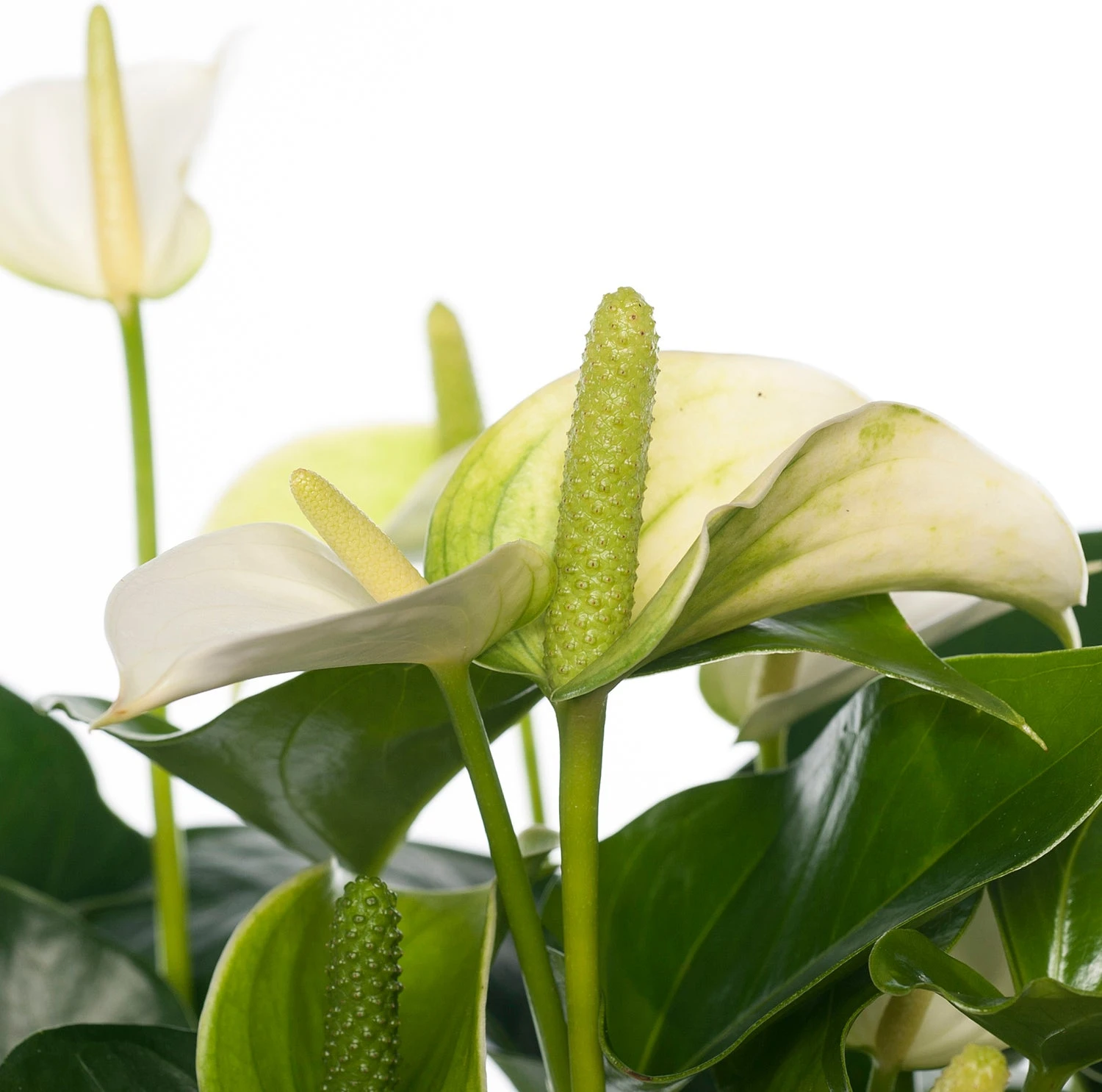 Flamingoplant (Anthurium Andreanum 'White Champion') D 14 H 50 Cm 4 Flamingoplant (Anthurium Andreanum 'White Champion') D 14 H 50 Cm - Afbeelding 2