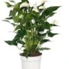 Pokon Flamingoplant (Anthurium Andreanum 'White Champion') D 17 H 60 Cm -PlantenPuur Verkoopwinkel 8717263112297 3 1