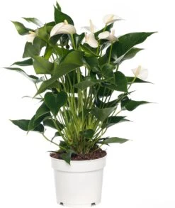 Pokon Flamingoplant (Anthurium Andreanum 'White Champion') D 17 H 60 Cm