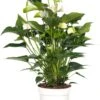 Flamingoplant (Anthurium Andreanum 'White Champion') D 21 H 70 Cm -PlantenPuur Verkoopwinkel 8717263112310 1