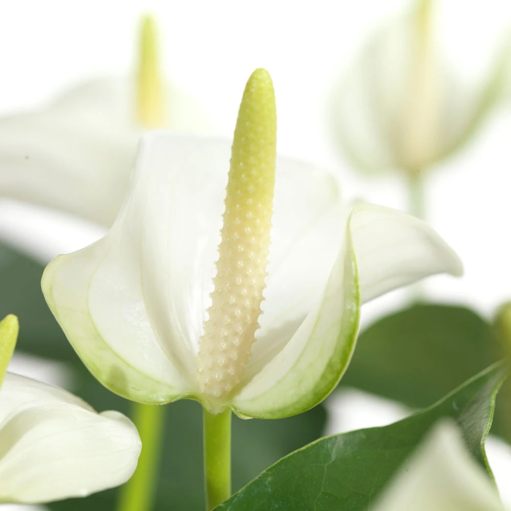 Flamingoplant (Anthurium Andreanum 'White Champion') D 21 H 70 Cm 4 Flamingoplant (Anthurium Andreanum 'White Champion') D 21 H 70 Cm - Afbeelding 2