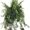 Lippenstiftplant (Aeschynanthus 'Twister') D 15 H 25 Cm -PlantenPuur Verkoopwinkel 8717263113768 2 2