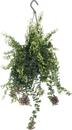 Lippenstiftplant (Aeschynanthus 'Twister') D 15 H 25 Cm