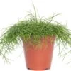 Rotskoraal (Rhipsalis Cassutha) D 21 H 55 Cm -PlantenPuur Verkoopwinkel 8717263113928