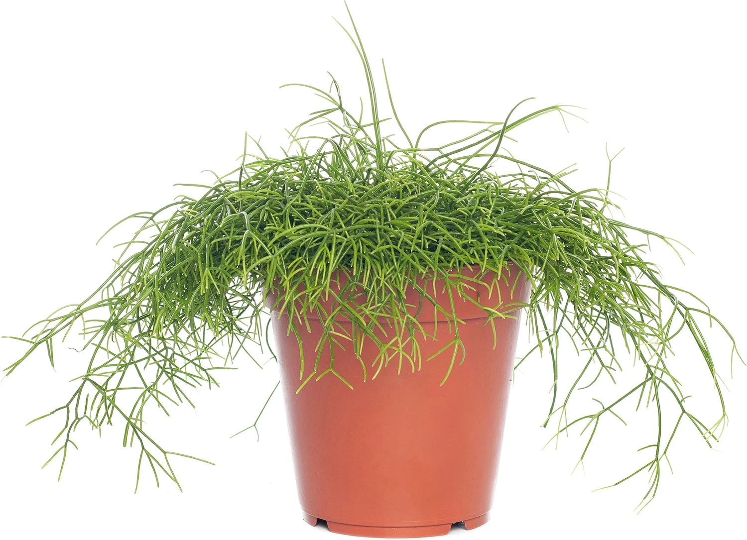 Rotskoraal (Rhipsalis Cassutha) D 21 H 55 Cm 3 Rotskoraal (Rhipsalis Cassutha) D 21 H 55 Cm