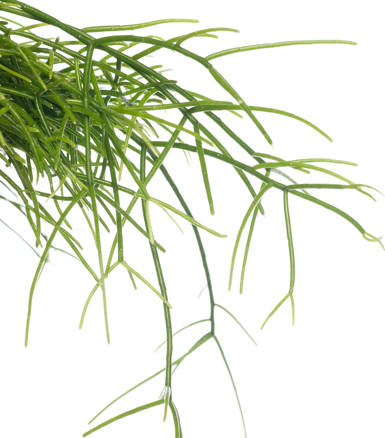 Rotskoraal (Rhipsalis Cassutha) D 21 H 55 Cm 4 Rotskoraal (Rhipsalis Cassutha) D 21 H 55 Cm - Afbeelding 2