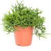 Rotskoraal (Rhipsalis Heteroclada) D 21 H 45 Cm 2 Rotskoraal (Rhipsalis Heteroclada) D 21 H 45 Cm -PlantenPuur Verkoopwinkel 8717263113997