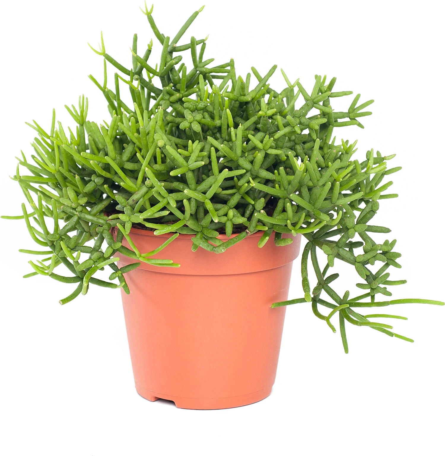 Rotskoraal (Rhipsalis Heteroclada) D 21 H 45 Cm 3 Rotskoraal (Rhipsalis Heteroclada) D 21 H 45 Cm