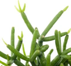 Rotskoraal (Rhipsalis Heteroclada) D 21 H 45 Cm 5 Rotskoraal (Rhipsalis Heteroclada) D 21 H 45 Cm -PlantenPuur Verkoopwinkel 8717263113997 1 1