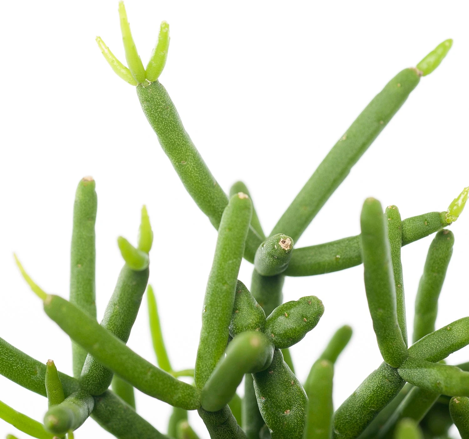 Rotskoraal (Rhipsalis Heteroclada) D 21 H 45 Cm 4 Rotskoraal (Rhipsalis Heteroclada) D 21 H 45 Cm - Afbeelding 2