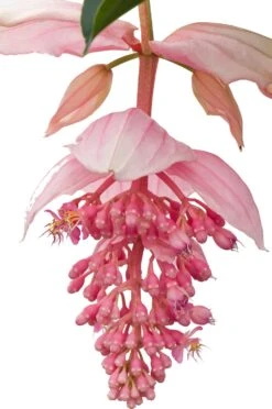 Medinilla (Medinilla Magnifica) D 17 H 60 Cm -PlantenPuur Verkoopwinkel 8717263114895 12