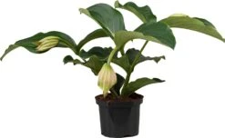 Medinilla (Medinilla Magnifica) D 17 H 60 Cm