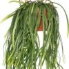 Rotskoraal (Rhipsalis Neves-armondii) D 25 H 50 Cm -PlantenPuur Verkoopwinkel 8717263123873 0 1