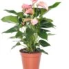 Flamingoplant (Anthurium Andreanum 'Joli') D 17 H 45 Cm 2 Flamingoplant (Anthurium Andreanum 'Joli') D 17 H 45 Cm -PlantenPuur Verkoopwinkel 8717263126805 3 1