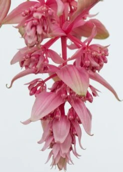 Medinilla (Medinilla Magnifica 'J'adore Dolce Vita') D 17 H 50 Cm -PlantenPuur Verkoopwinkel 8717263127154 2