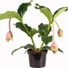 Medinilla (Medinilla Magnifica 'J'adore Dolce Vita') D 17 H 50 Cm -PlantenPuur Verkoopwinkel 8717263127154 1