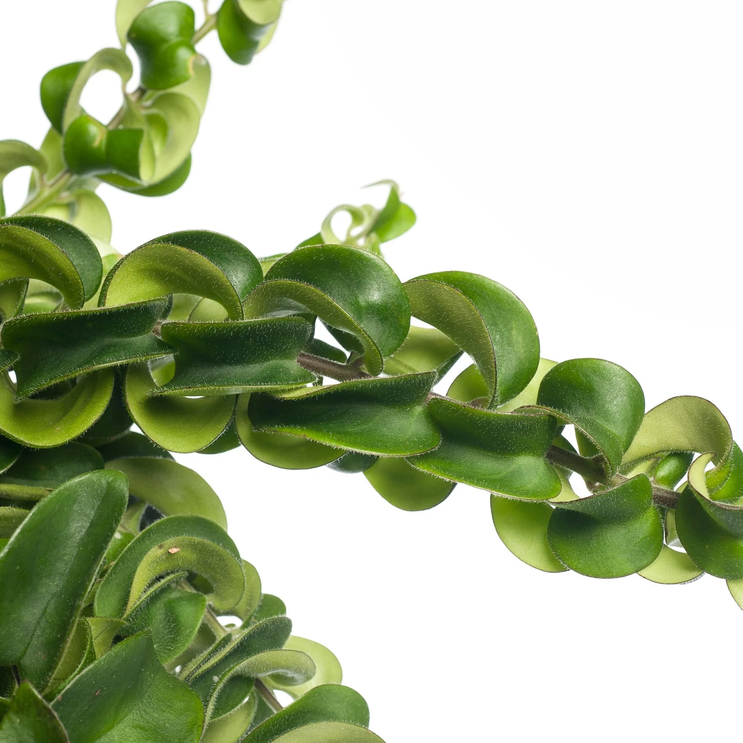 Lippenstiftplant (Aeschynanthus 'Twister Xl') D 15 H 30 Cm 4 Lippenstiftplant (Aeschynanthus 'Twister Xl') D 15 H 30 Cm - Afbeelding 2