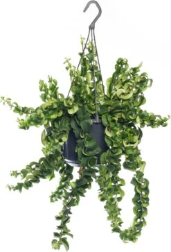 Lippenstiftplant (Aeschynanthus 'Twister Xl') D 15 H 30 Cm