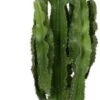 Cowboycactus (Euphorbia Erytrea) D 30 H 130 Cm -PlantenPuur Verkoopwinkel 8717263131182