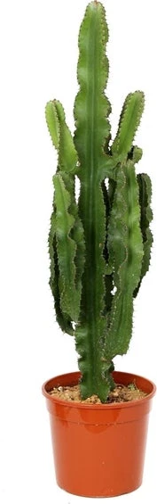 Cowboycactus (Euphorbia Erytrea) D 30 H 130 Cm