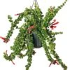 Lippenstiftplant (Aeschynanthus ‘Rasta) D 15 H 30 Cm -PlantenPuur Verkoopwinkel 8717263132837 0