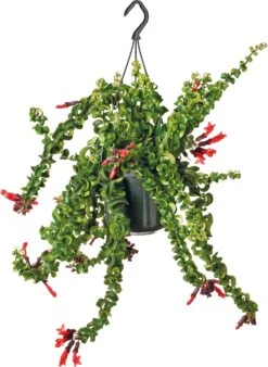 Lippenstiftplant (Aeschynanthus ‘Rasta) D 15 H 30 Cm