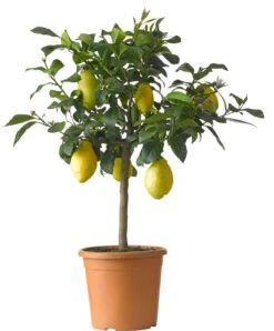 Citroenboom (Citrus Sinensis 'Limone') D 20 H 60 Cm