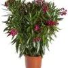 Oleander (Nerium Oleander) D 20 H 80 Cm 2 Oleander (Nerium Oleander) D 20 H 80 Cm -PlantenPuur Verkoopwinkel 8717263144366 2 1