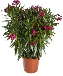 Oleander (Nerium Oleander) D 20 H 80 Cm