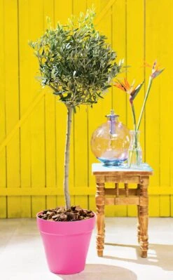 Olijfboom (Olea Europaea) D 24 H 140 Cm