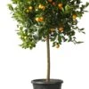 Mandarijnboom (Citrus Sinensis 'Calamondino') D 35 H 120 Cm -PlantenPuur Verkoopwinkel 8717263224259