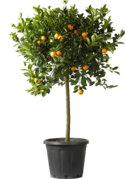 Citrusvrucht (Citrus Kumquat) D 35 H 120 Cm