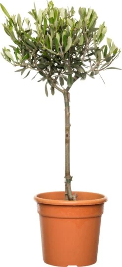 Olijfboom (Olea Europaea) D 16 H 50 Cm