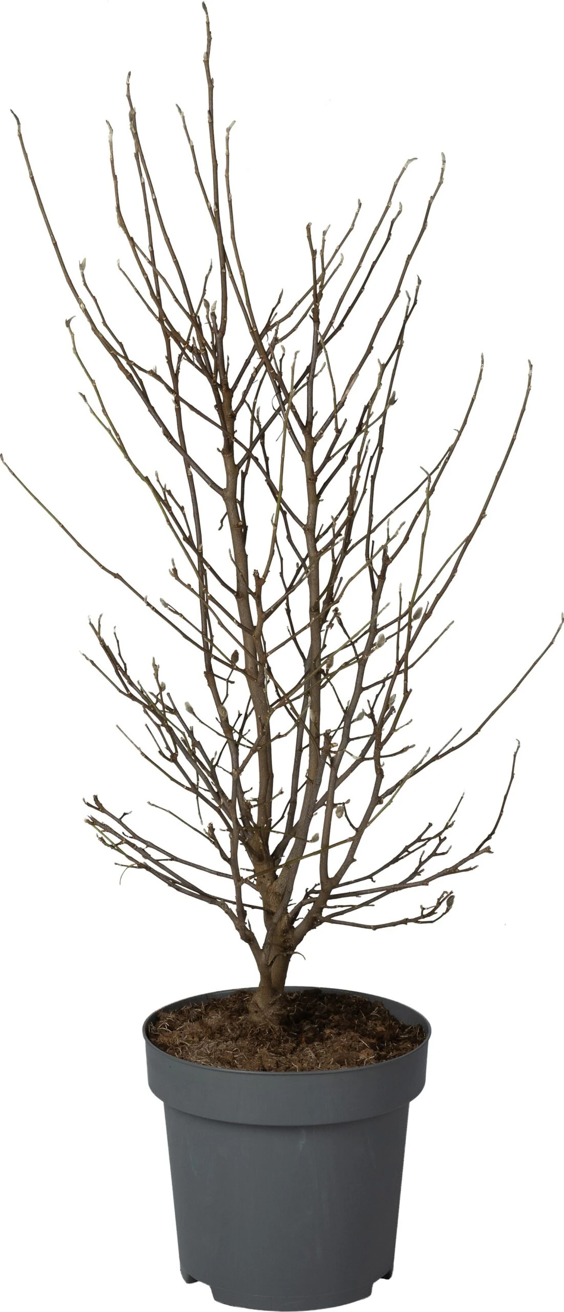 Stermagnolia (Magnolia Stellata) D 32 H 90 Cm 3 Stermagnolia (Magnolia Stellata) D 32 H 90 Cm