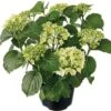 Hortensia (Hydrangea Macrophylla ) Wit D 21 H 40 Cm 1 Hortensia (Hydrangea Macrophylla ) Wit D 21 H 40 Cm -PlantenPuur Verkoopwinkel 8717263228615 0 1