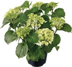 Hortensia (Hydrangea Macrophylla ) Wit D 21 H 40 Cm