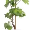 Biologische Pitloze Witte Druif (Vitis Vinifera Centennial Seedless') D 19 H 55 Cm -PlantenPuur Verkoopwinkel 8717263228684 1