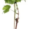 Biologische Blauwe Druif (Vitis Vinifera 'Mitschurinski') D 19 H 55 Cm -PlantenPuur Verkoopwinkel 8717263228691 1