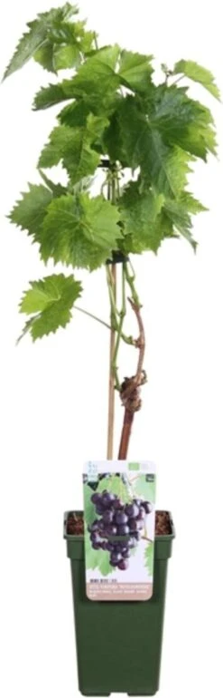 Biologische Blauwe Druif (Vitis Vinifera 'Mitschurinski') D 19 H 55 Cm