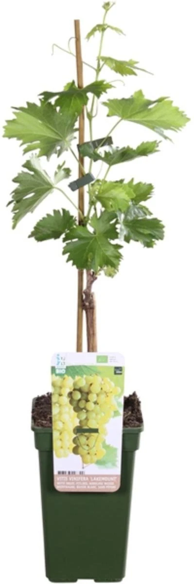 Biologische Pitloze Witte Druif (Vitis Vinifera 'Lakemont') D 19 H 55 Cm 3 Biologische Pitloze Witte Druif (Vitis Vinifera 'Lakemont') D 19 H 55 Cm