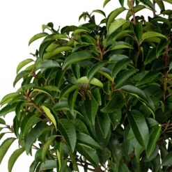 Portugese Laurier (Prunus Lusitanica 'Angustifolia') D 27 H 80 Cm -PlantenPuur Verkoopwinkel 8717263228905 1