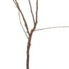 Biologische Perenboom (Pyrus Communis 'Dwergpeer') D 23 H 80 Cm 1 Biologische Perenboom (Pyrus Communis 'Dwergpeer') D 23 H 80 Cm -PlantenPuur Verkoopwinkel 8717263229087