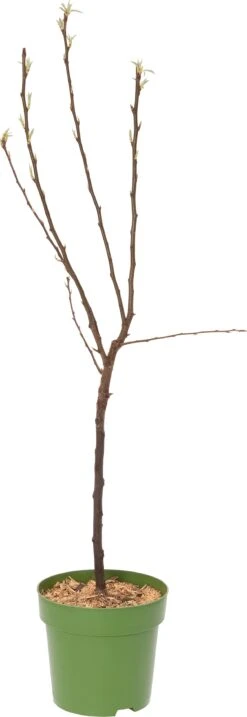 Biologische Perenboom (Pyrus Communis 'Dwergpeer') D 23 H 80 Cm