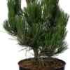Bosnische Den (Pinus Heldreichii 'Green Giant') D 26 H 40 Cm -PlantenPuur Verkoopwinkel 8717263229315 0